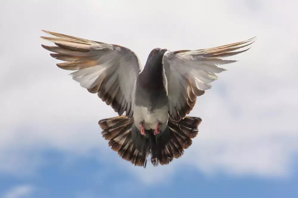 Dove