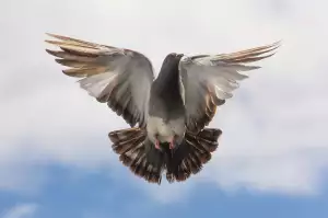 Dove