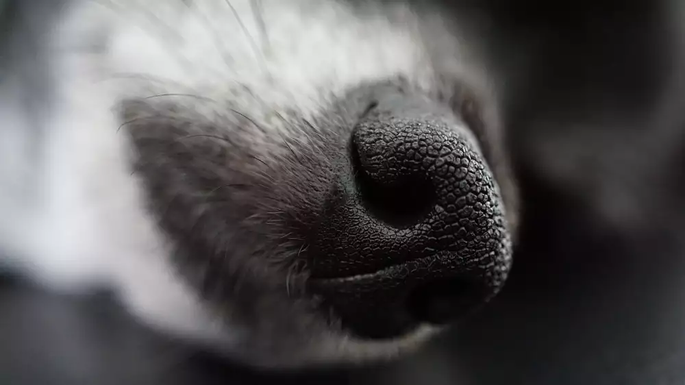 Zastřihovač Chloupků V Nose