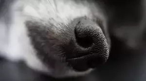 Zastřihovač Chloupků V Nose