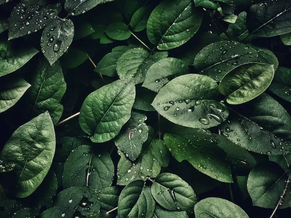 Lush